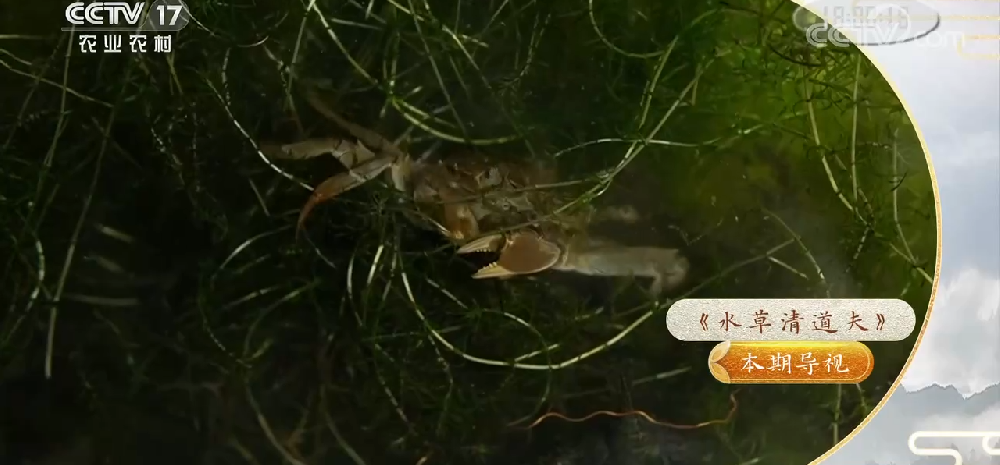 热烈祝贺华溪渔业的水草梳清机荣登央视我爱发明栏目
